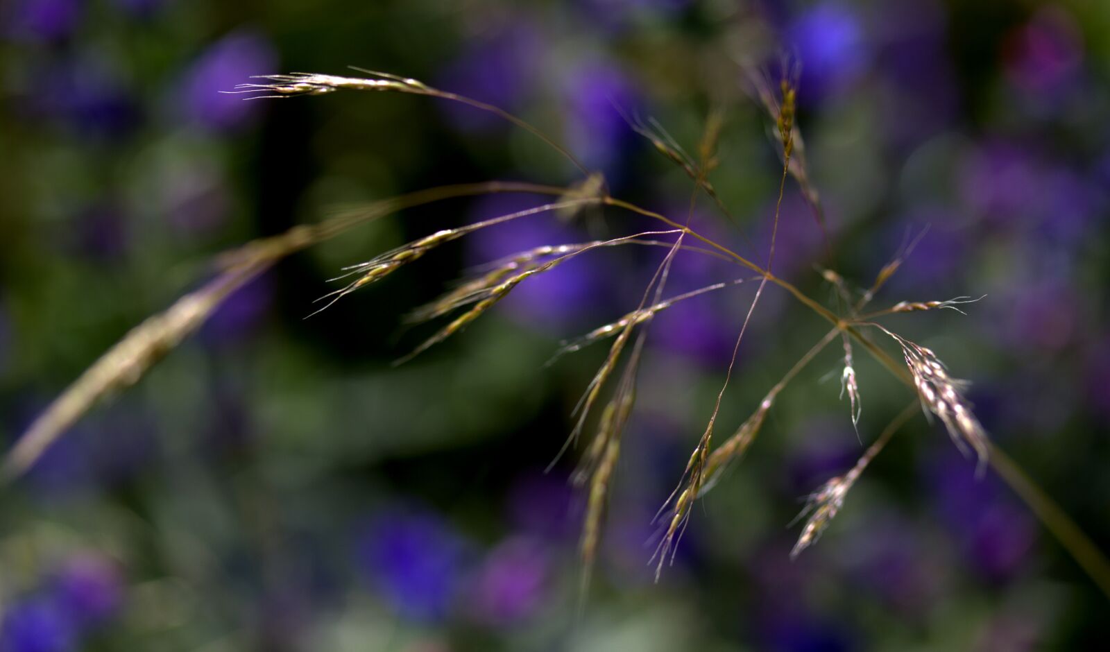 Canon EF-S 60mm F2.8 Macro USM sample photo. Plant, spike, green photography