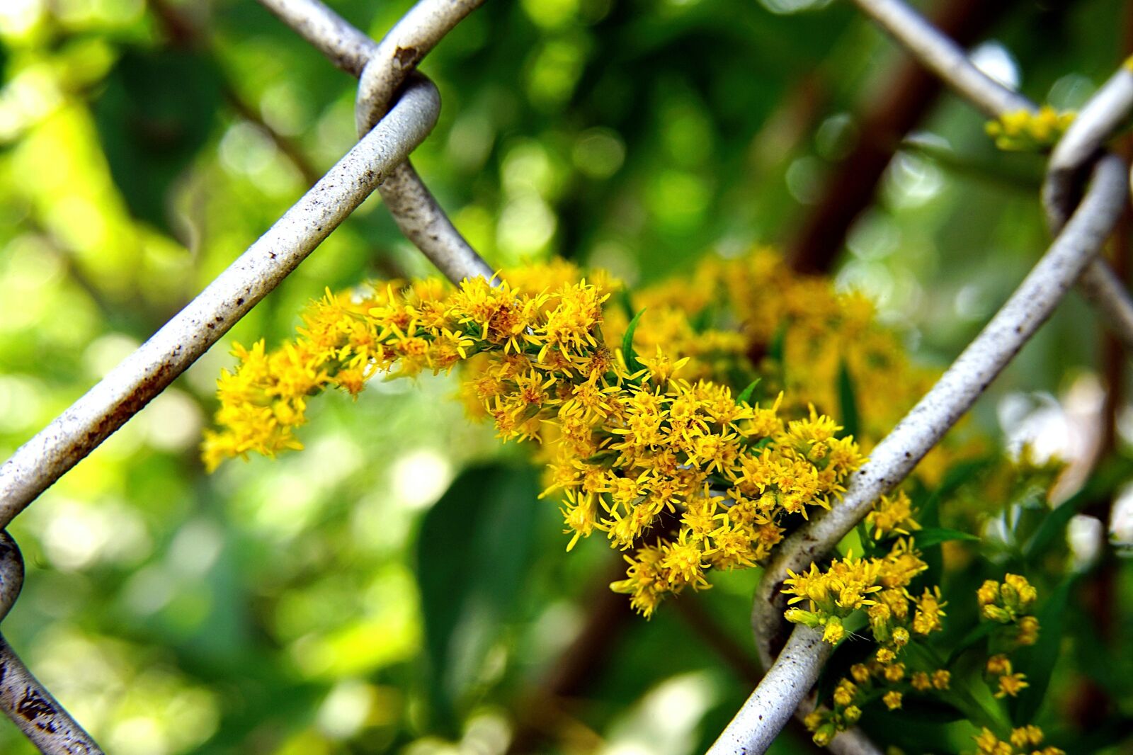 Sony a7 II + Samyang AF 45mm F1.8 FE sample photo. Fence, goldenrod, yellow flowers photography