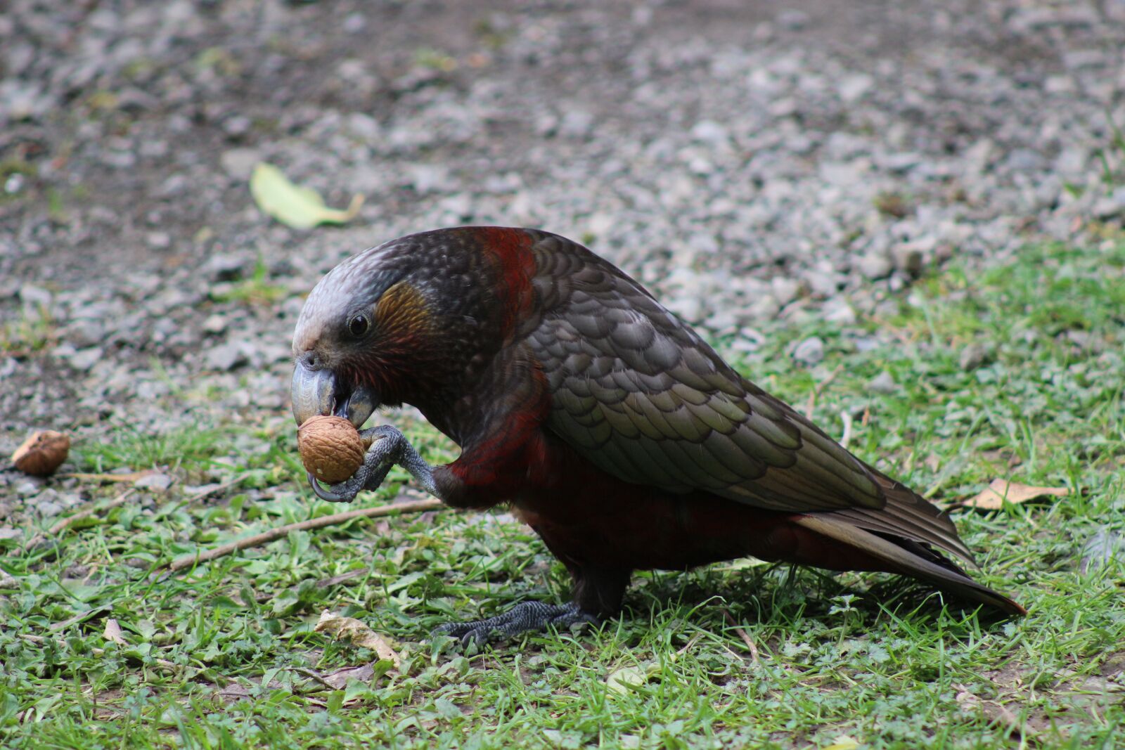 Canon EOS 100D (EOS Rebel SL1 / EOS Kiss X7) sample photo. Kaka, bird feather, wildlife photography