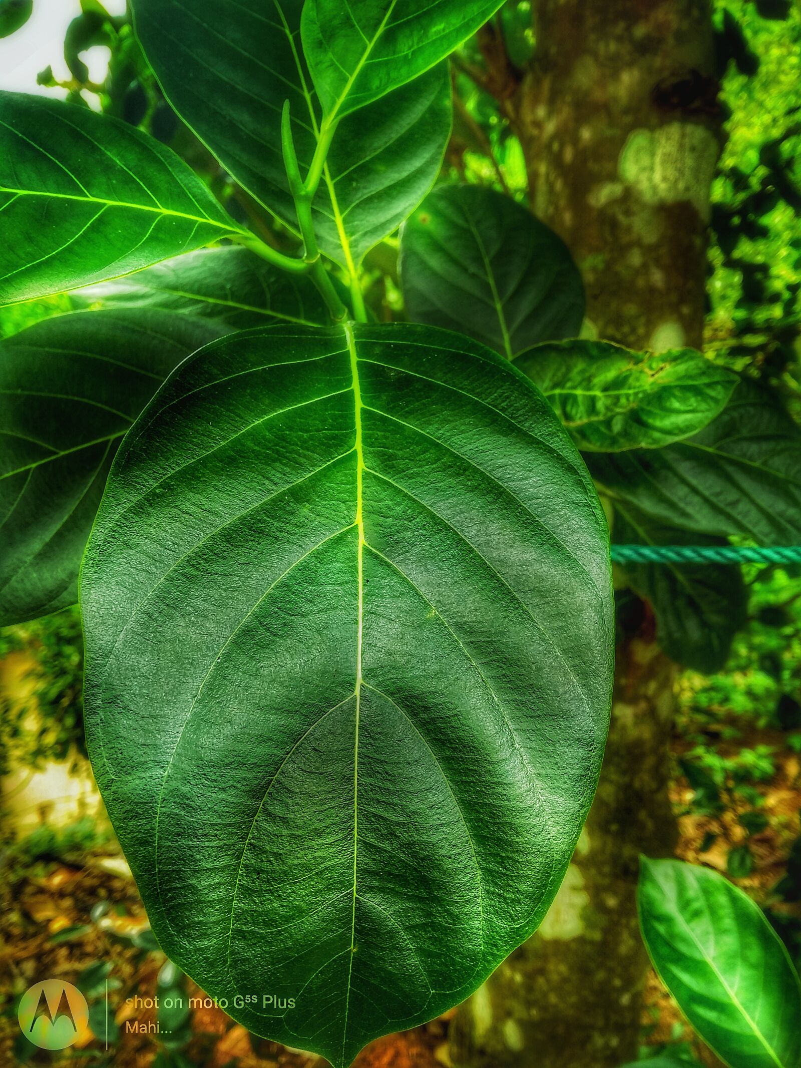 Motorola Moto G (5S) Plus sample photo. Green, nature, life photography