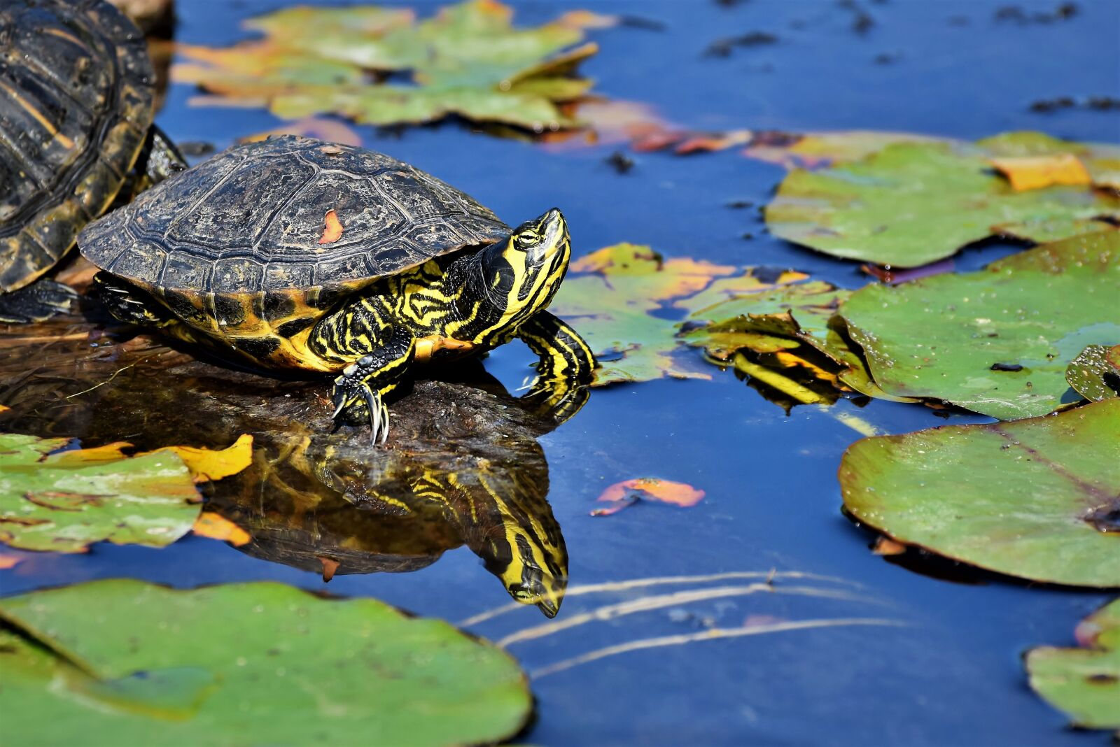 Nikon D7200 sample photo. Turtles, reptile, tortoise shell photography
