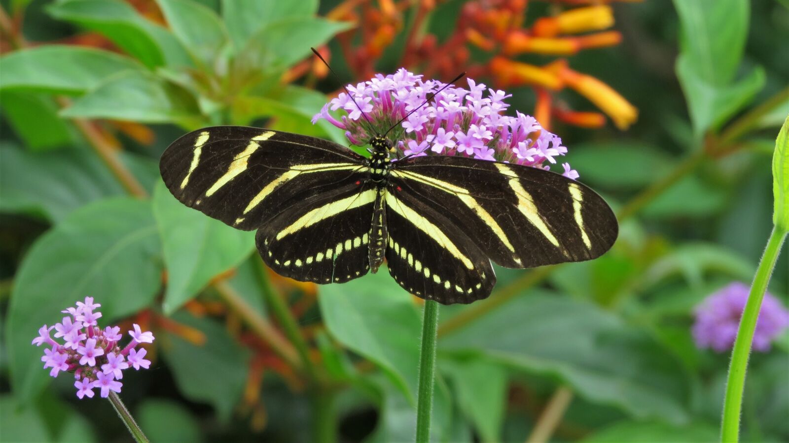 Canon PowerShot SX50 HS sample photo. Butterfly, insect, black photography