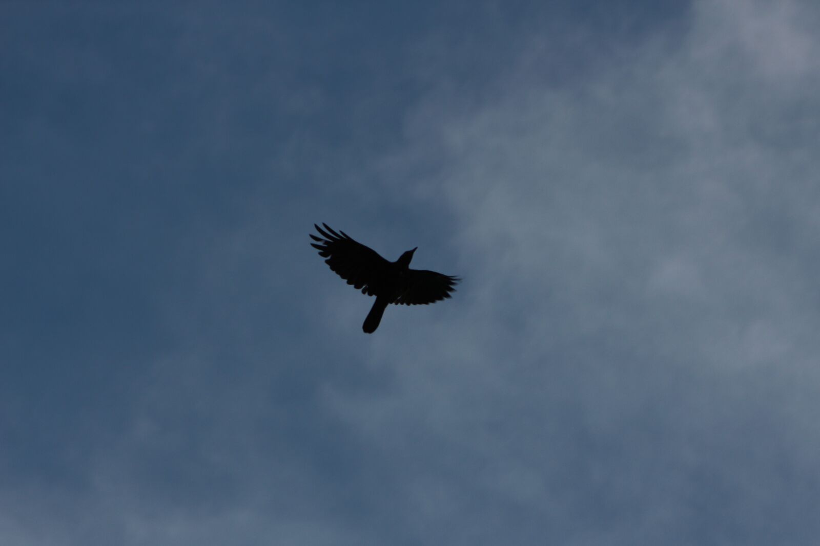 Canon EF75-300mm f/4-5.6 sample photo. Bird, top, sky photography