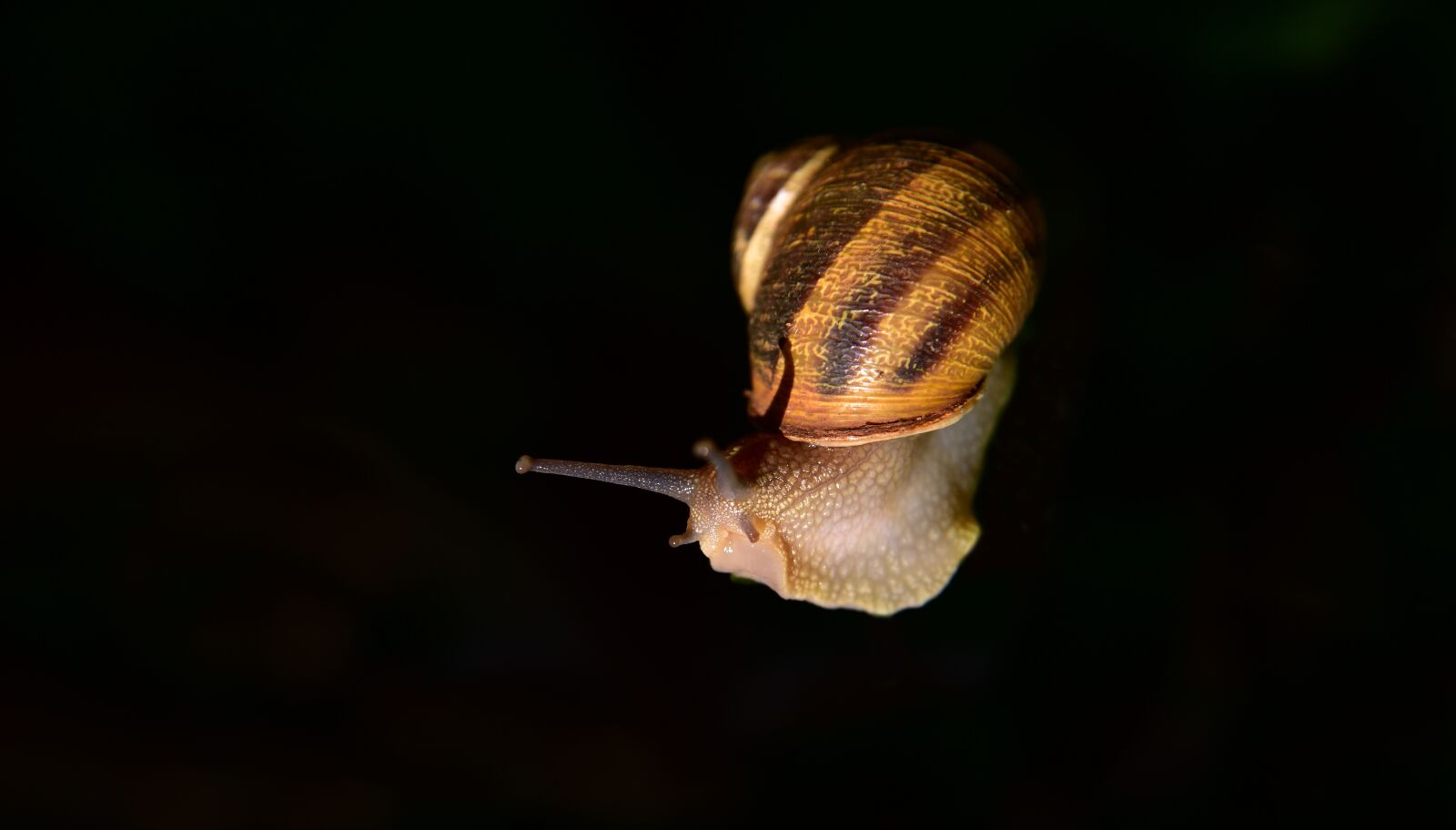 Nikon D750 sample photo. Snail, mollusk, shell photography