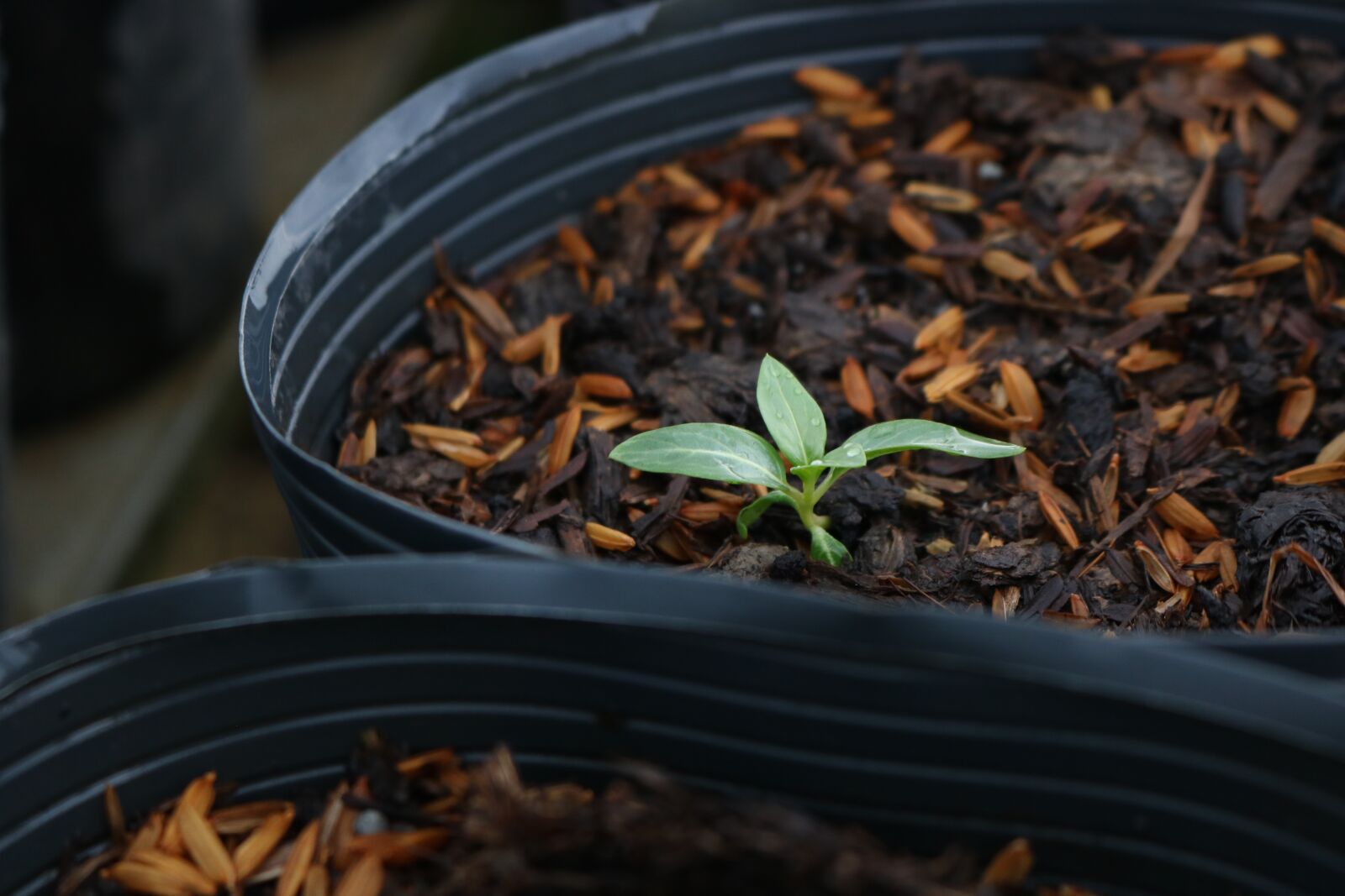 Canon EOS 750D (EOS Rebel T6i / EOS Kiss X8i) sample photo. Plant, little tree, green photography