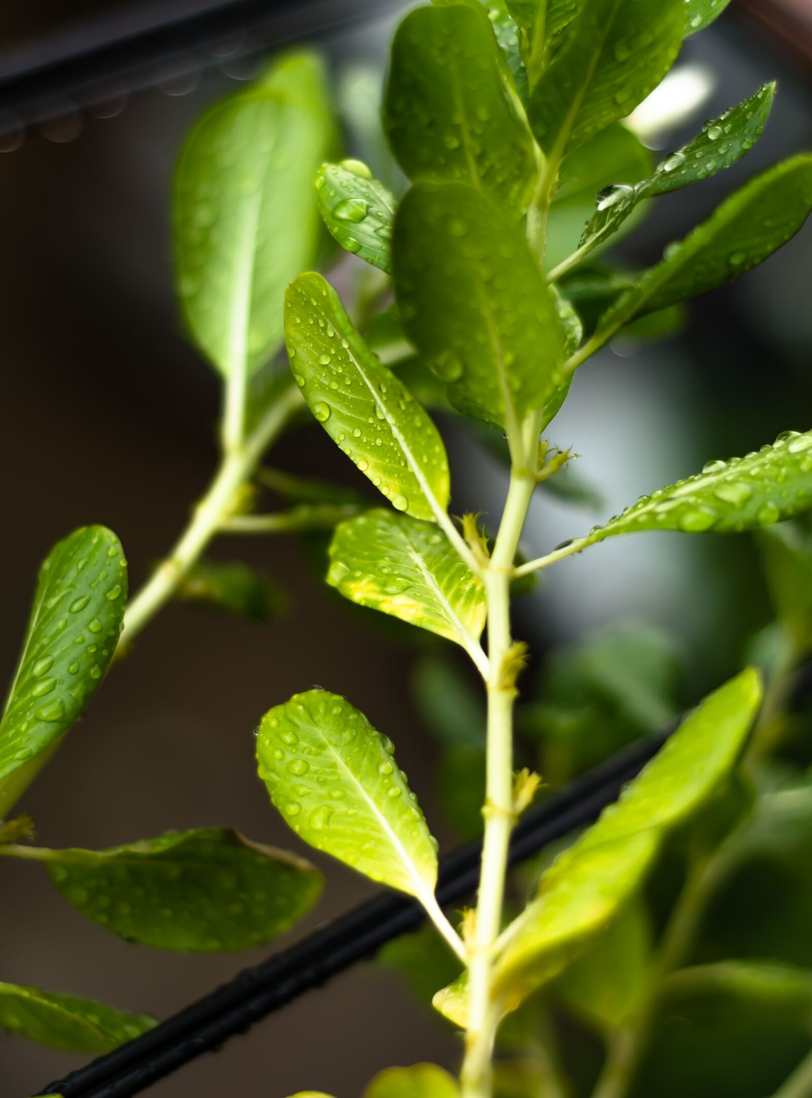 Nikon D5200 sample photo. Tree, green leaf, flowers photography