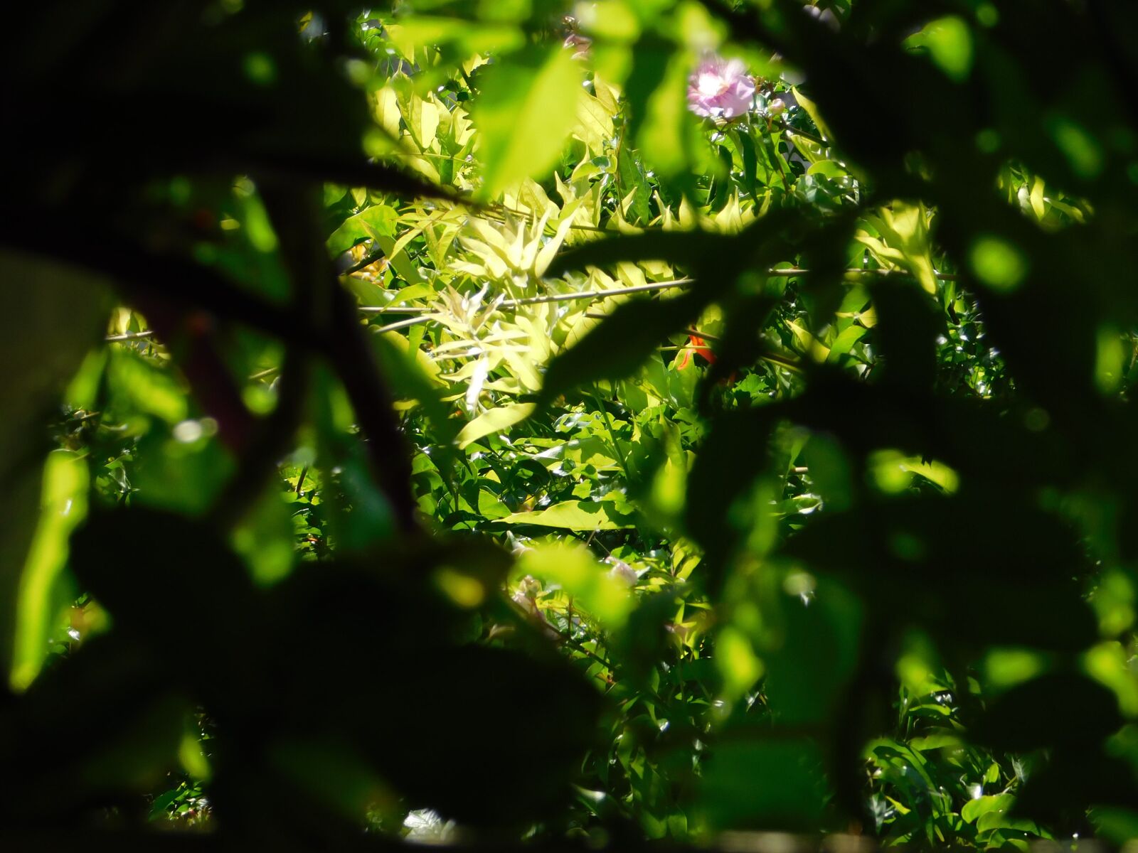 Nikon Coolpix B500 sample photo. Nature, plants, light photography