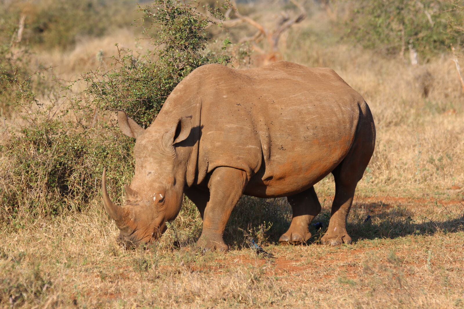 Canon EOS 7D Mark II sample photo. Africa, animal, barbaric, bush photography