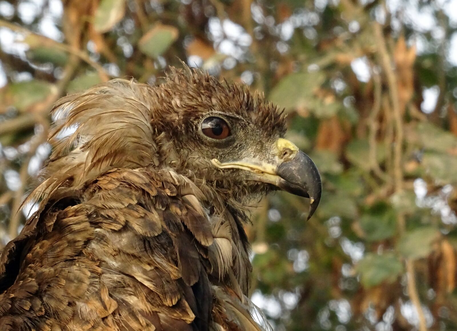 Sony DSC-HX60V sample photo. Bird, portrait, avian photography