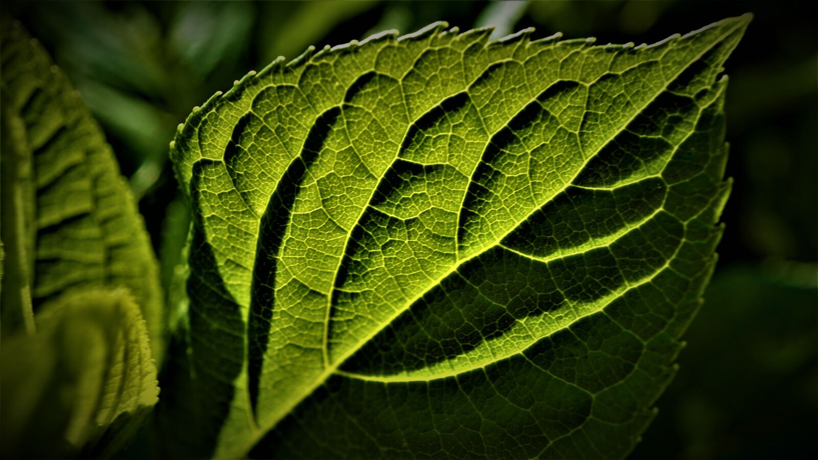 Sony a6000 + Sony E 30mm F3.5 Macro sample photo. Leaf, chlorophyll, nature photography