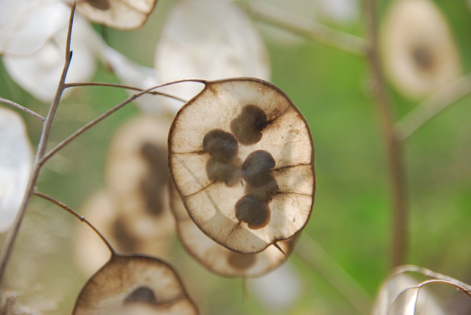 Nikon D80 sample photo. Plant, autumn, honesty photography