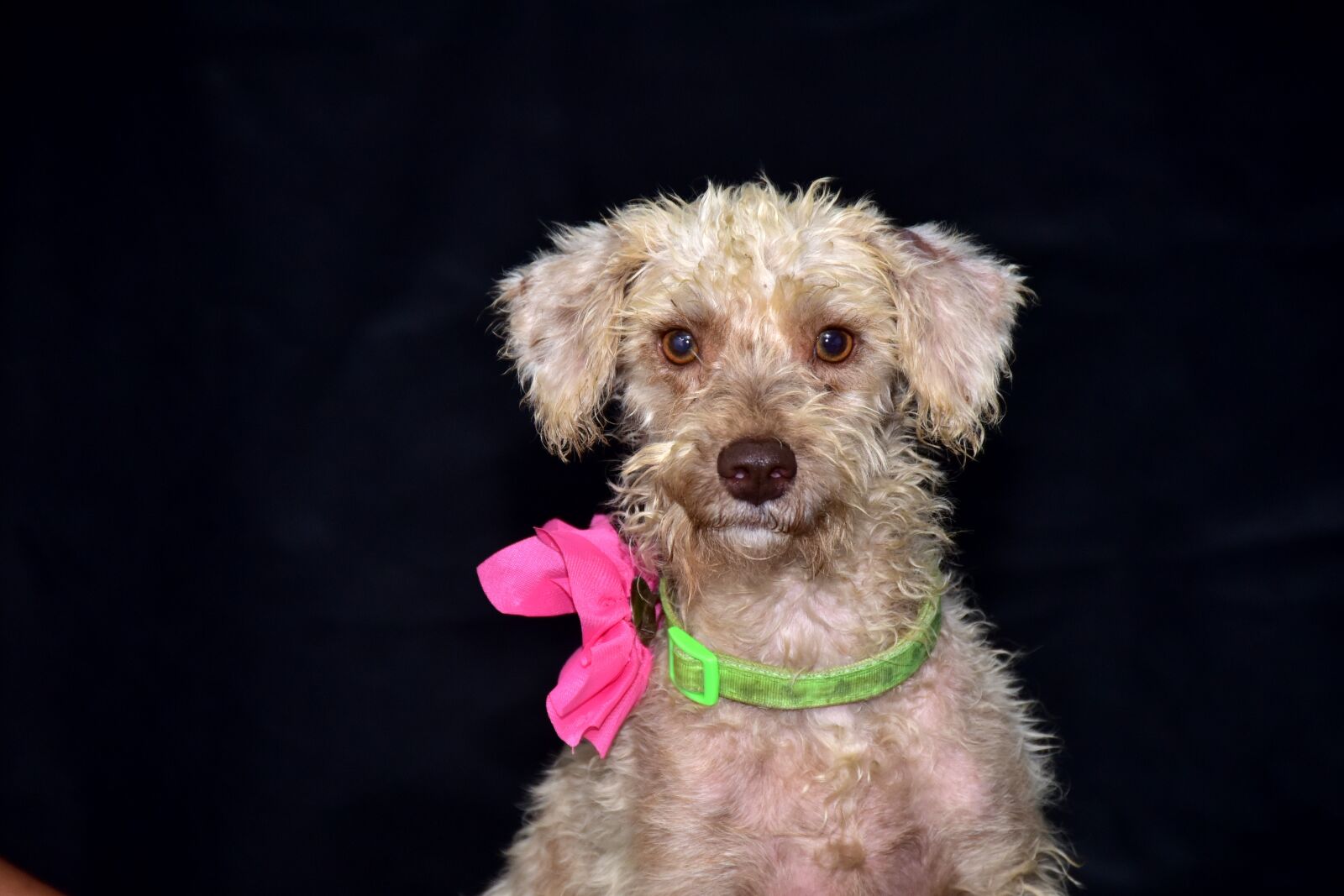 Nikon D810 sample photo. Dog, happy, portrait photography