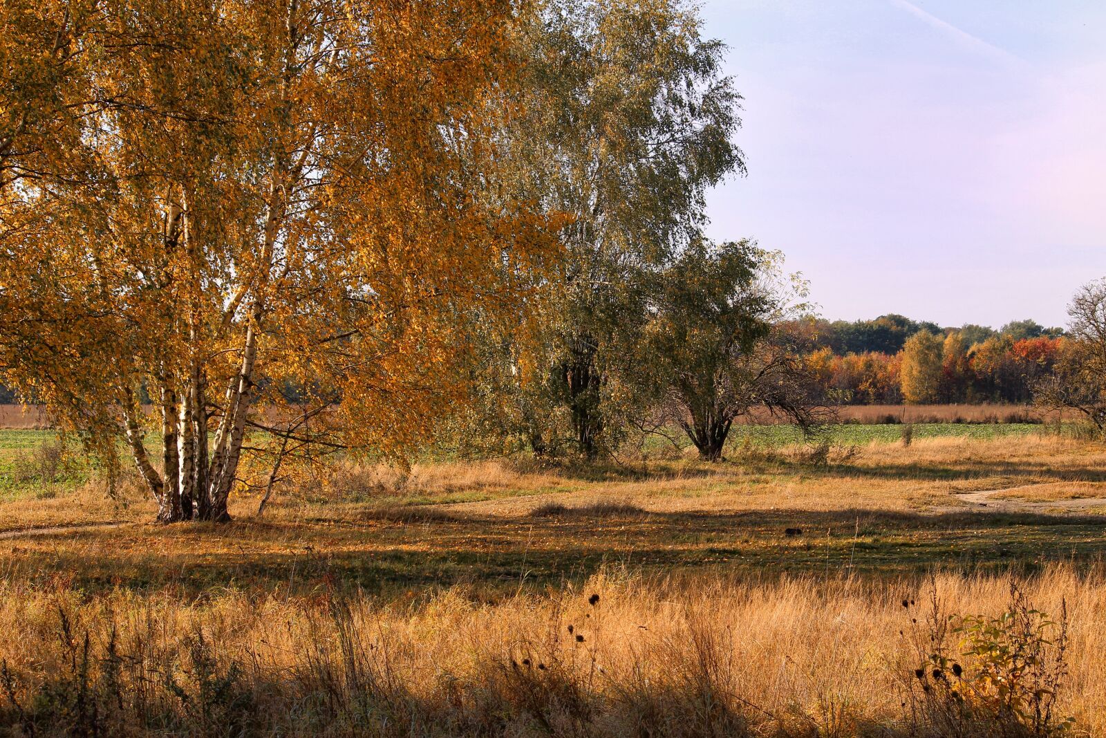 Canon EF-S 55-250mm F4-5.6 IS II sample photo. Autumn, autumn forest, emerge photography