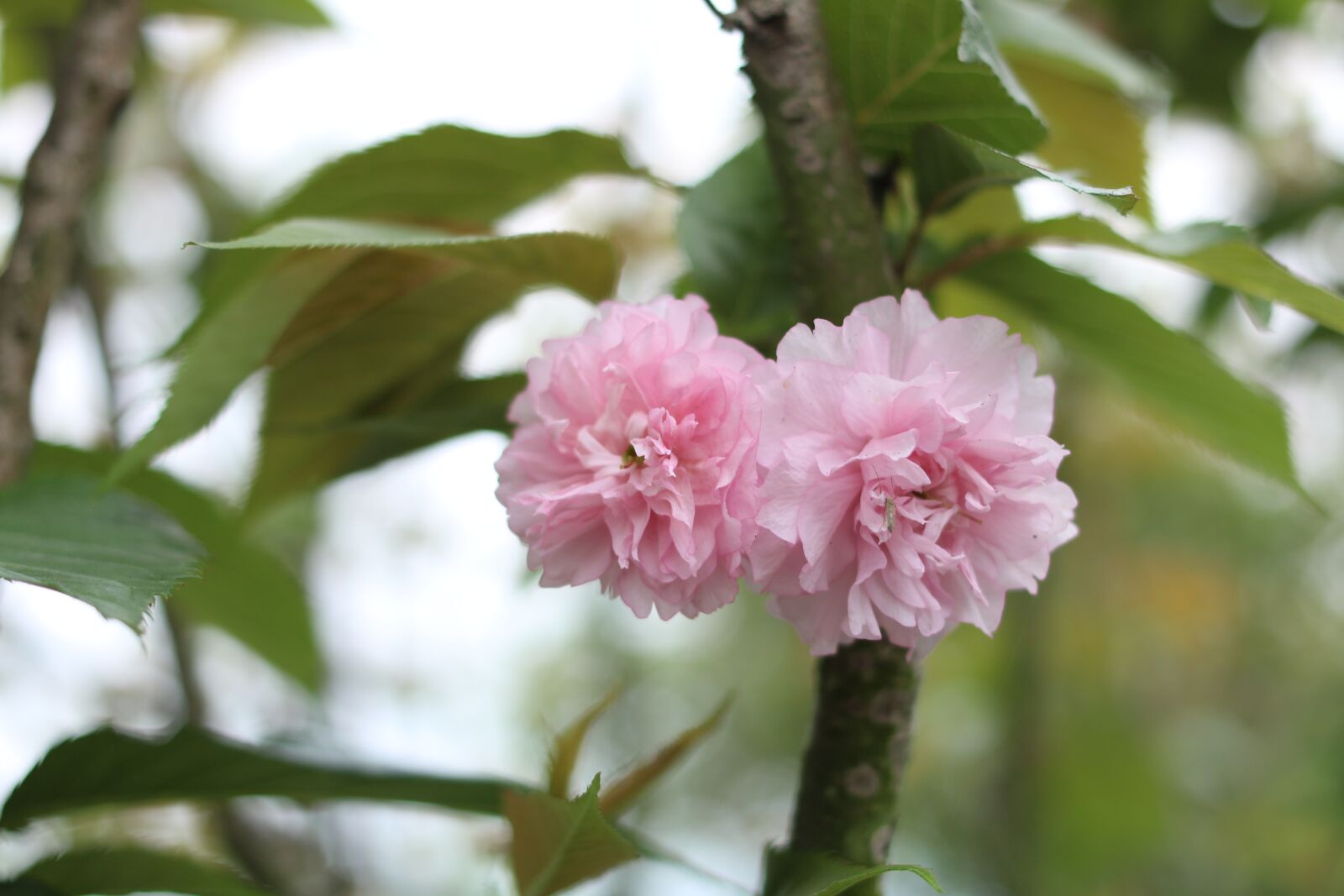 Canon EOS 70D + Canon EF 40mm F2.8 STM sample photo. Cherry blossom, association spring photography