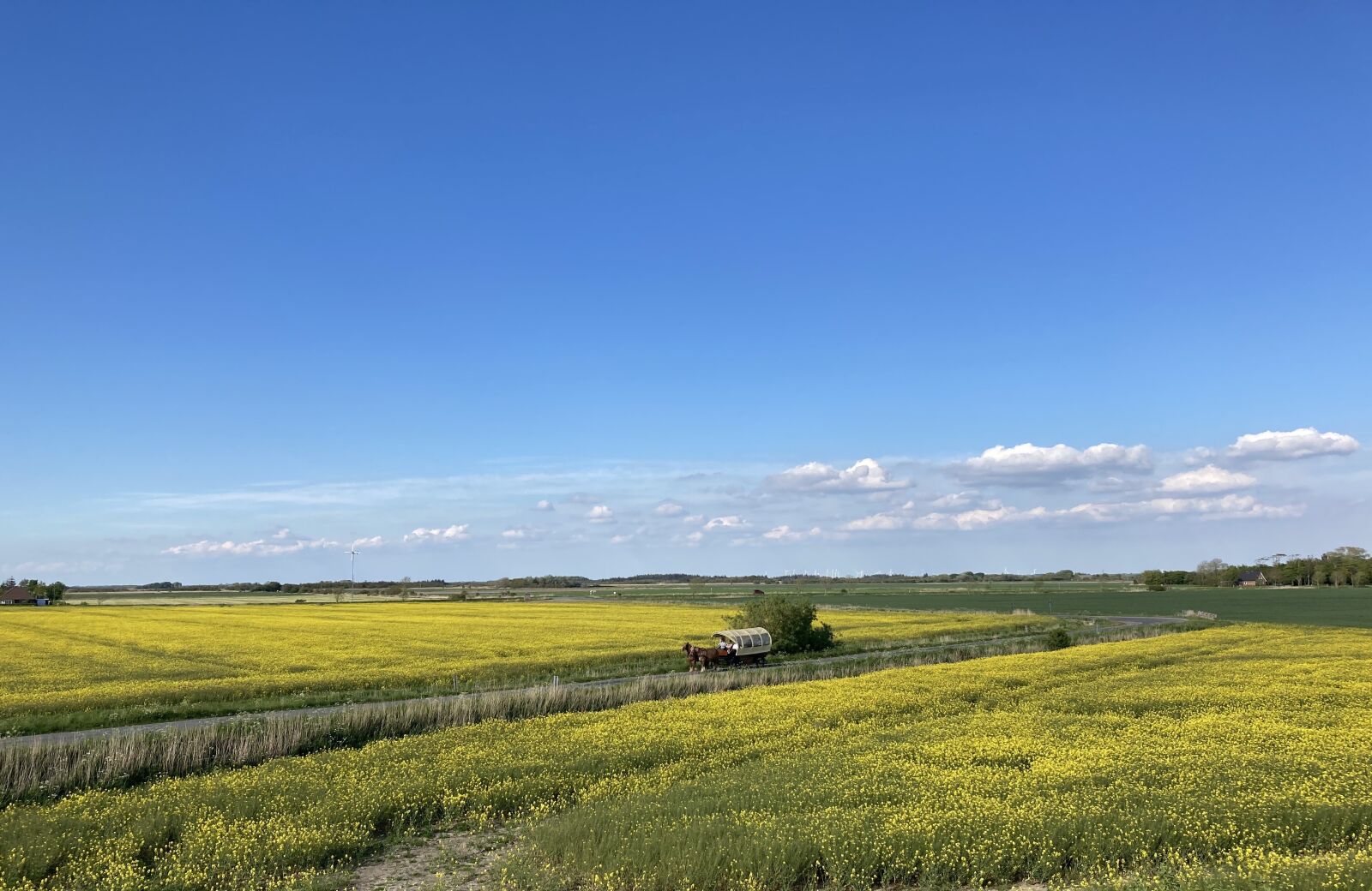iPhone SE back camera 3.99mm f/1.8 sample photo. Field of rapeseeds, landscape photography
