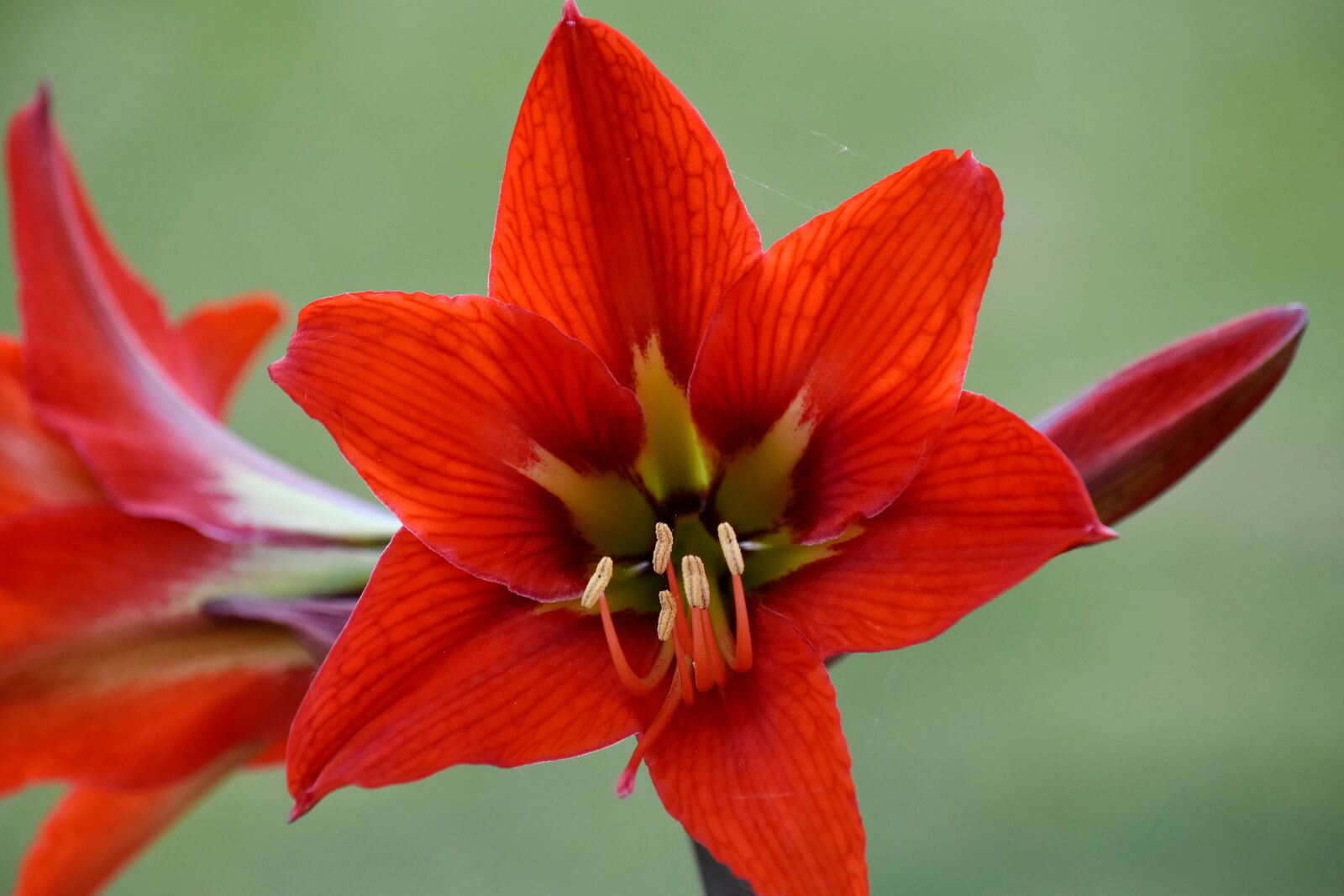 Nikon D5500 sample photo. Amaryllis, close-up, macro, pistil photography