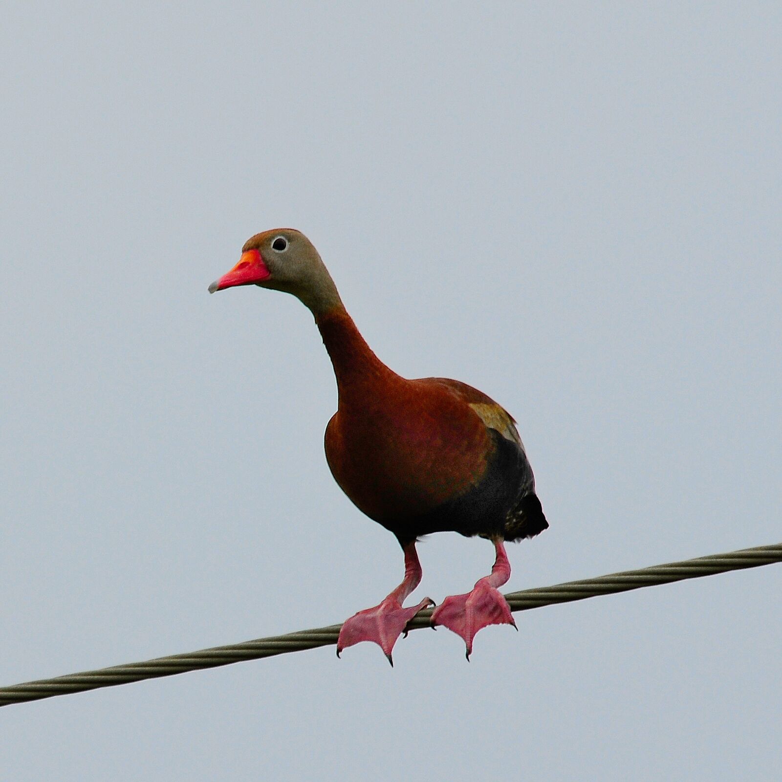 Nikon D300 sample photo. Black bellied whistling duck photography