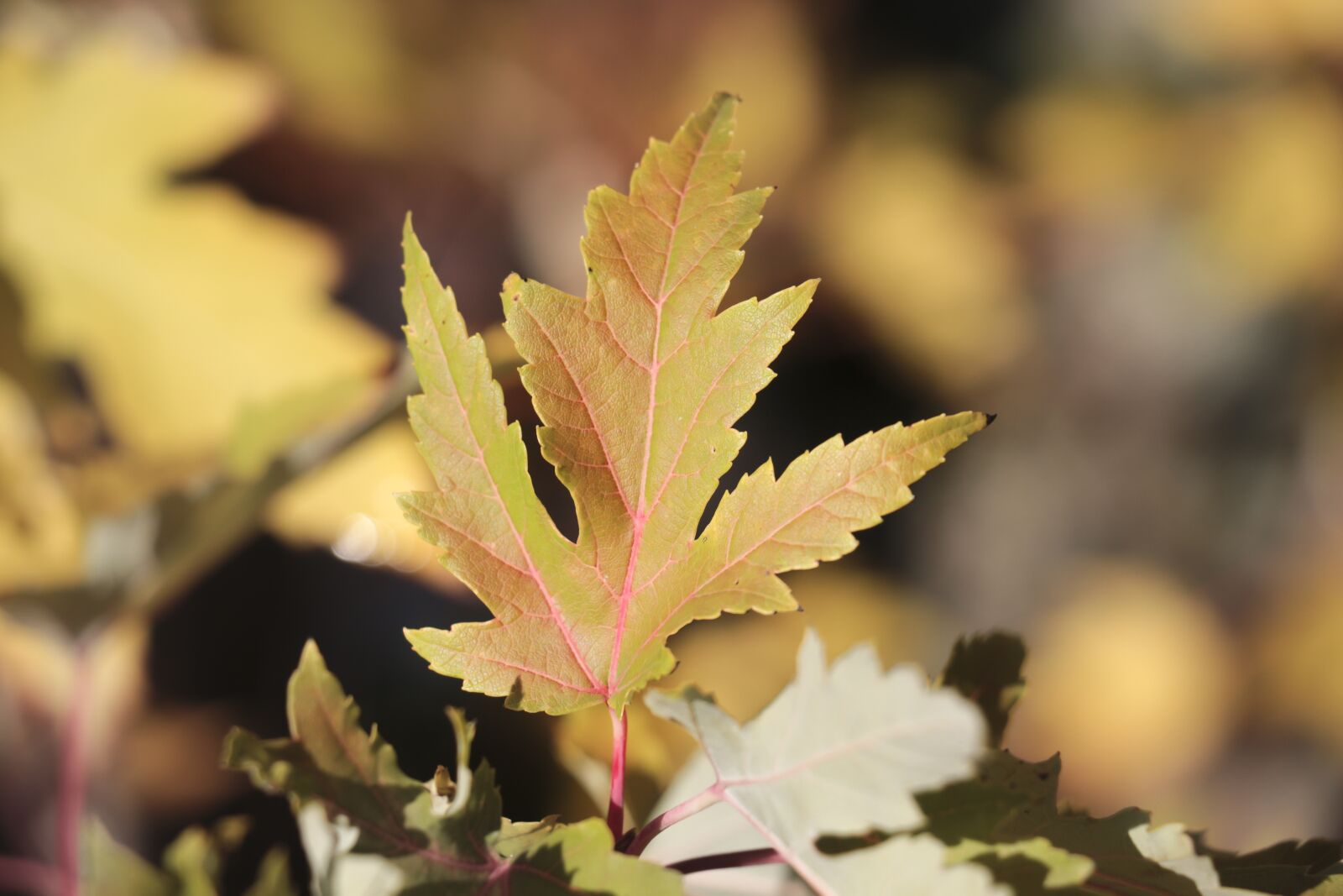 Canon EOS 700D (EOS Rebel T5i / EOS Kiss X7i) sample photo. Leaf, autumn leaf, fall photography