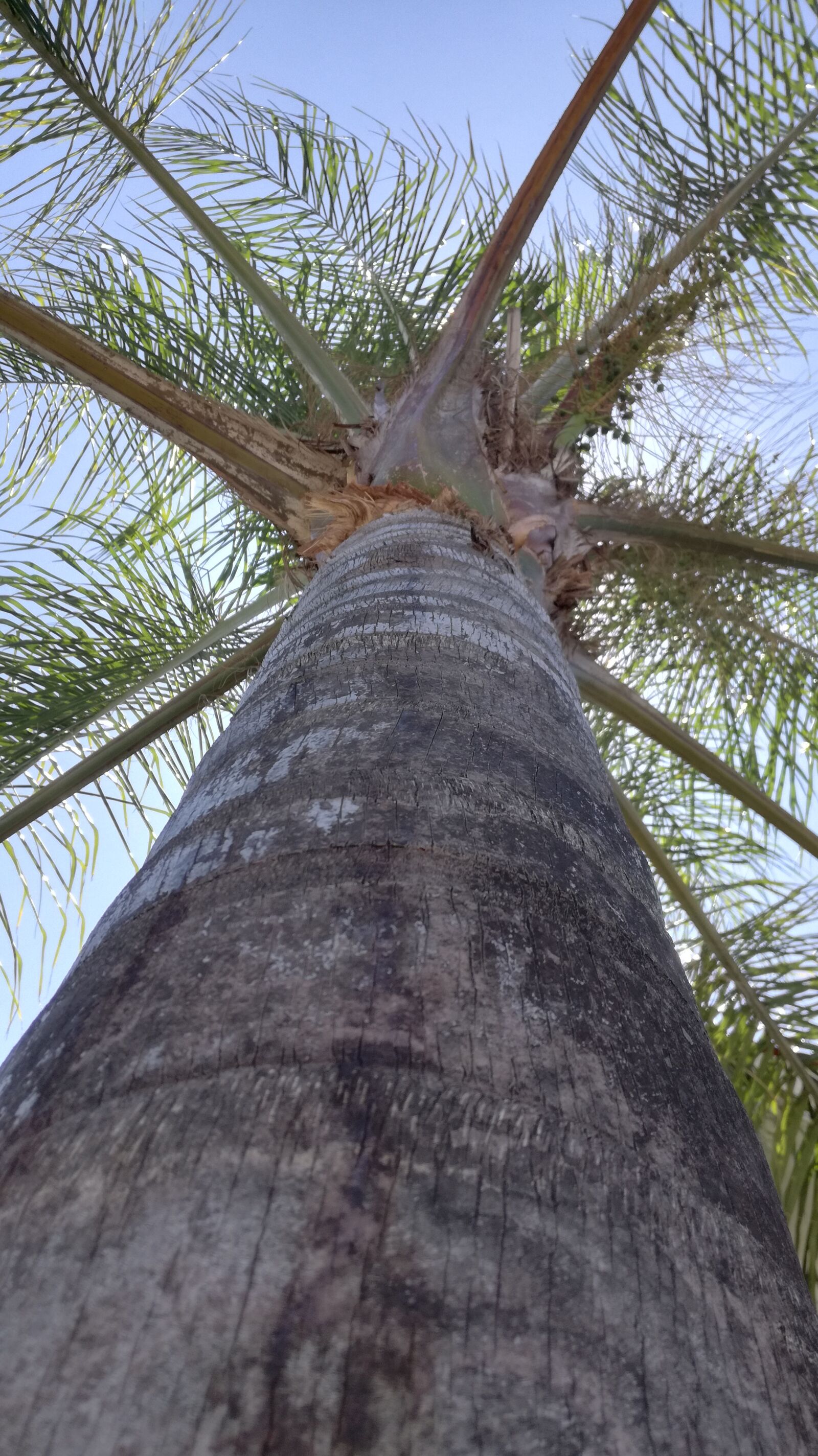 HUAWEI P9 LITE sample photo. Nature, palma, green photography