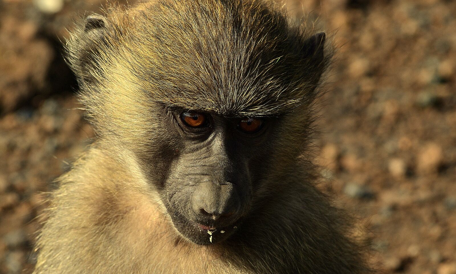 Nikon D3100 sample photo. Monkey, africa, animal photography