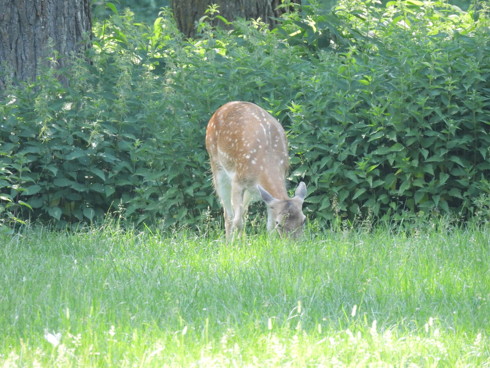 Nikon Coolpix P950 sample photo. Roe deer, nature, animal photography