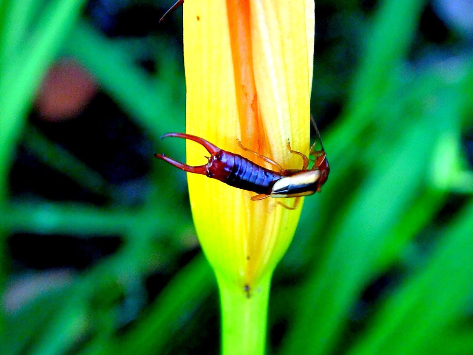 Samsung WB100/  WB101 sample photo. Earwig, doru, luteipes photography