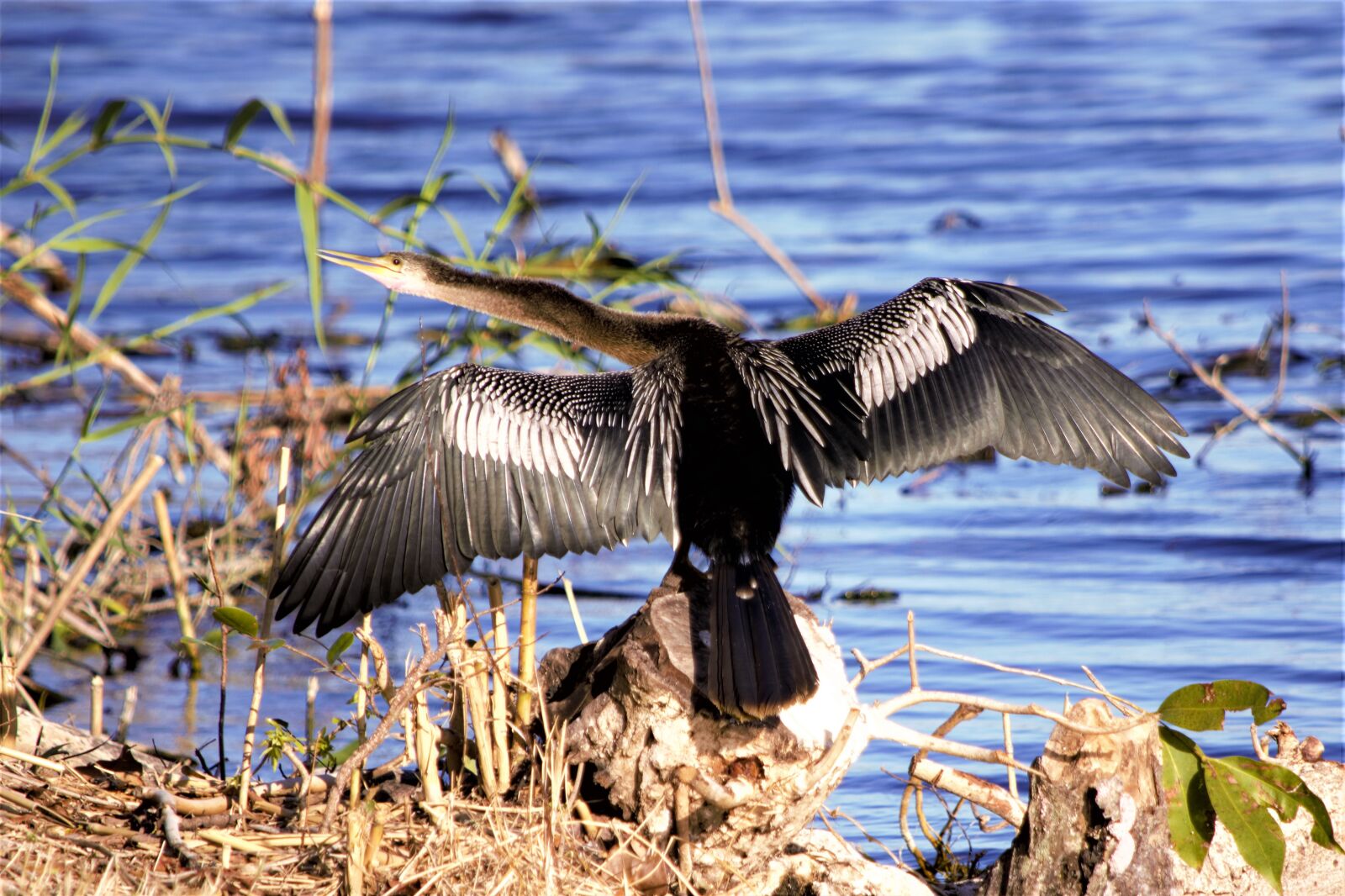Nikon D7100 sample photo. American darter bird, wings photography