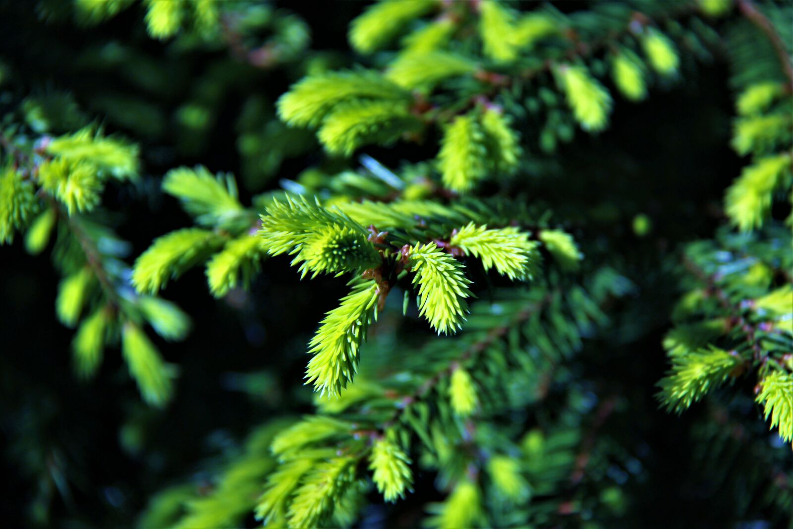Canon EOS 550D (EOS Rebel T2i / EOS Kiss X4) sample photo. Needles, green, handsomely photography