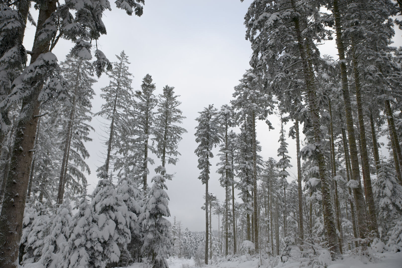 Nikon D800 sample photo. The forest in the photography