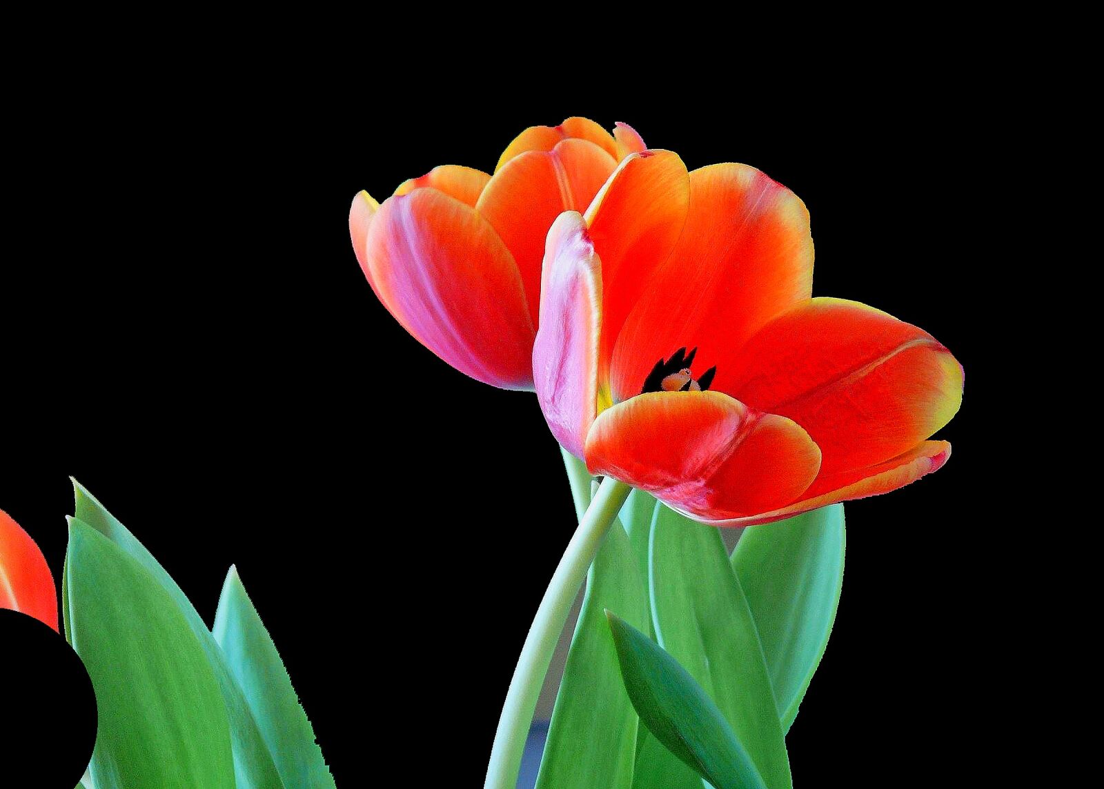 Leica V-LUX 1 sample photo. Tulip, blossom, bloom photography