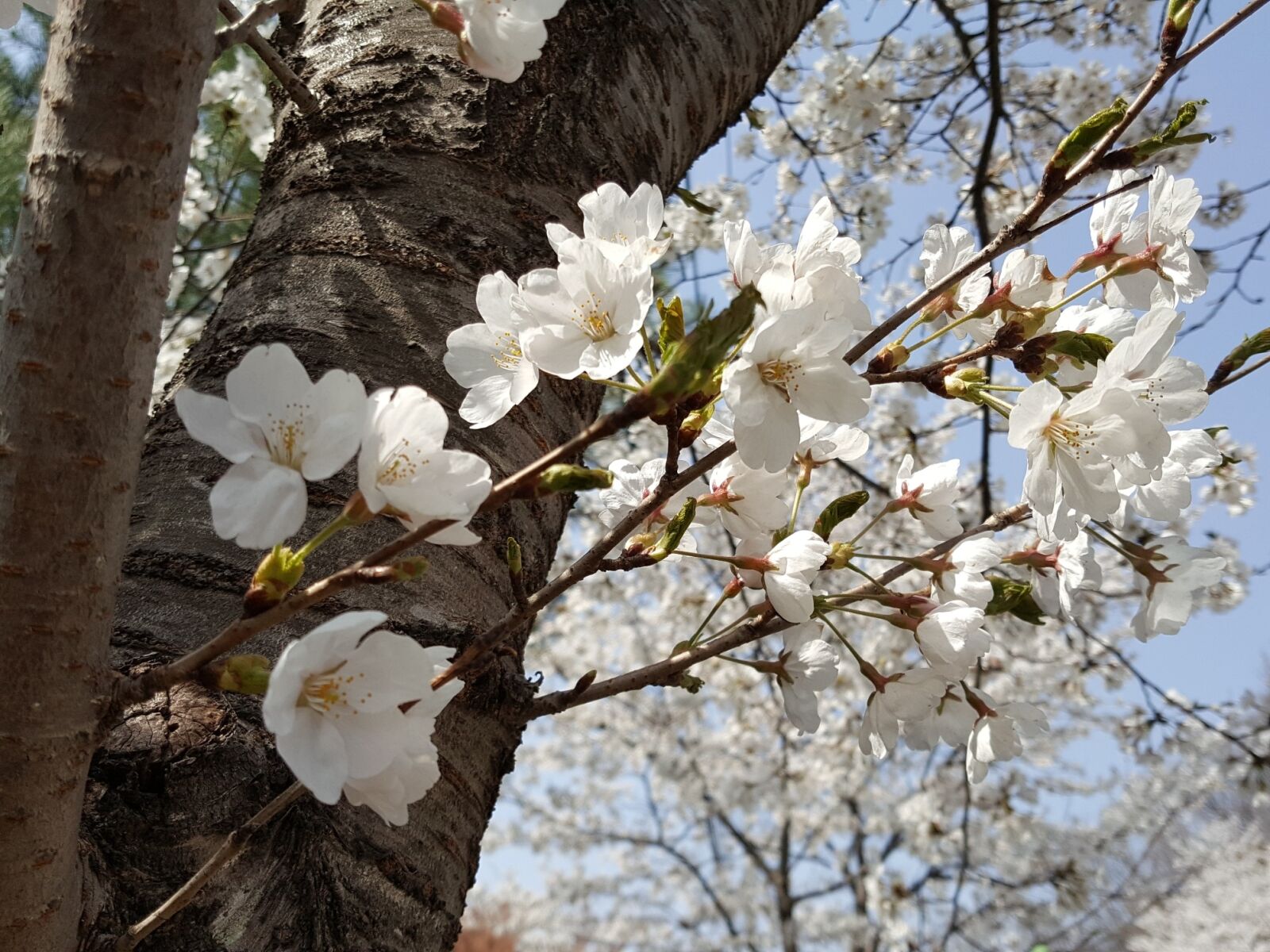 Samsung Galaxy Note5 sample photo. Wood, flowers, quarter photography