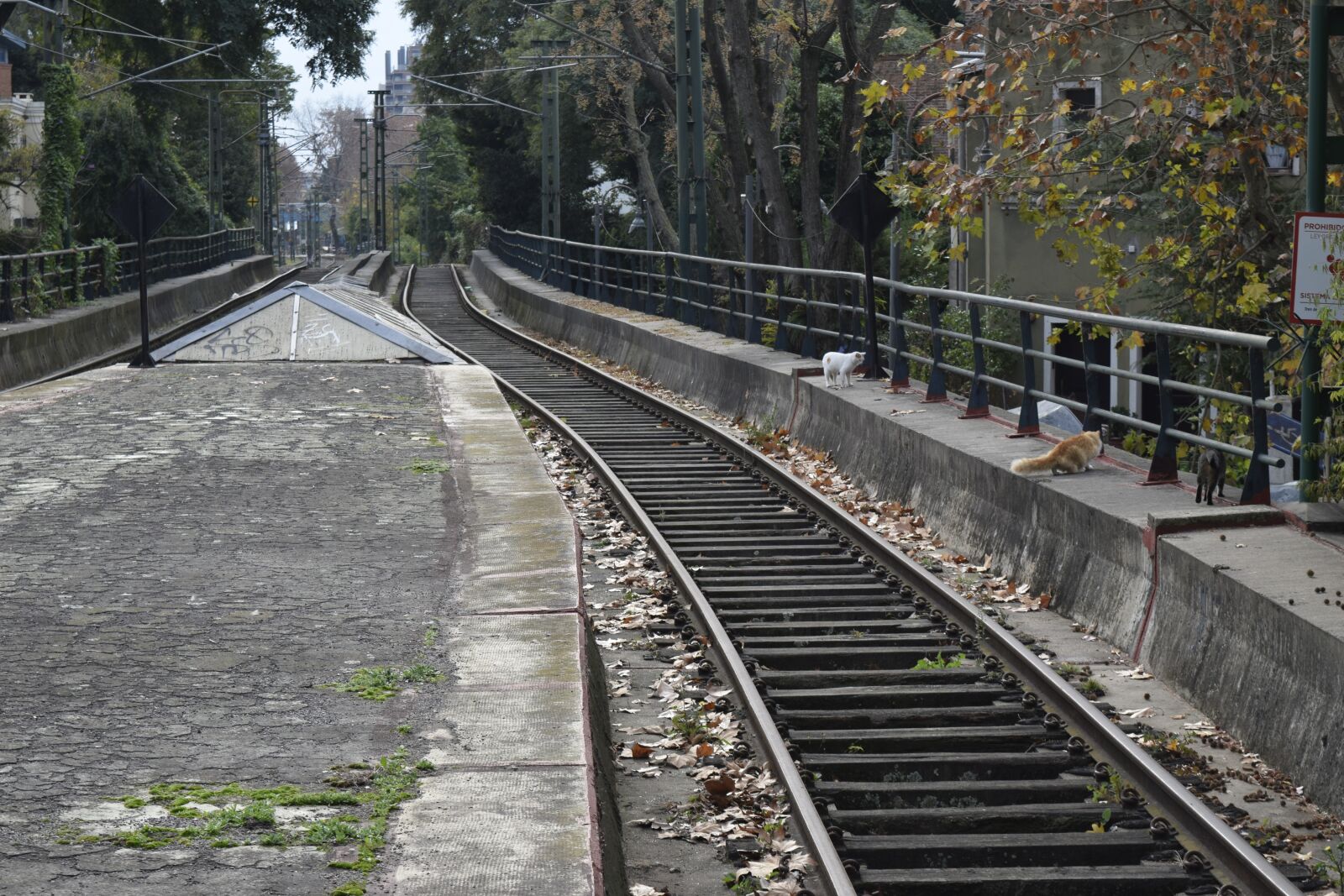 Nikon D5300 sample photo. Rails, train, railroad photography