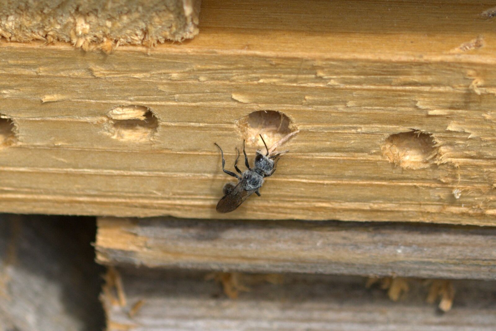 Nikon D5200 sample photo. Insect, unknown insect, fly photography