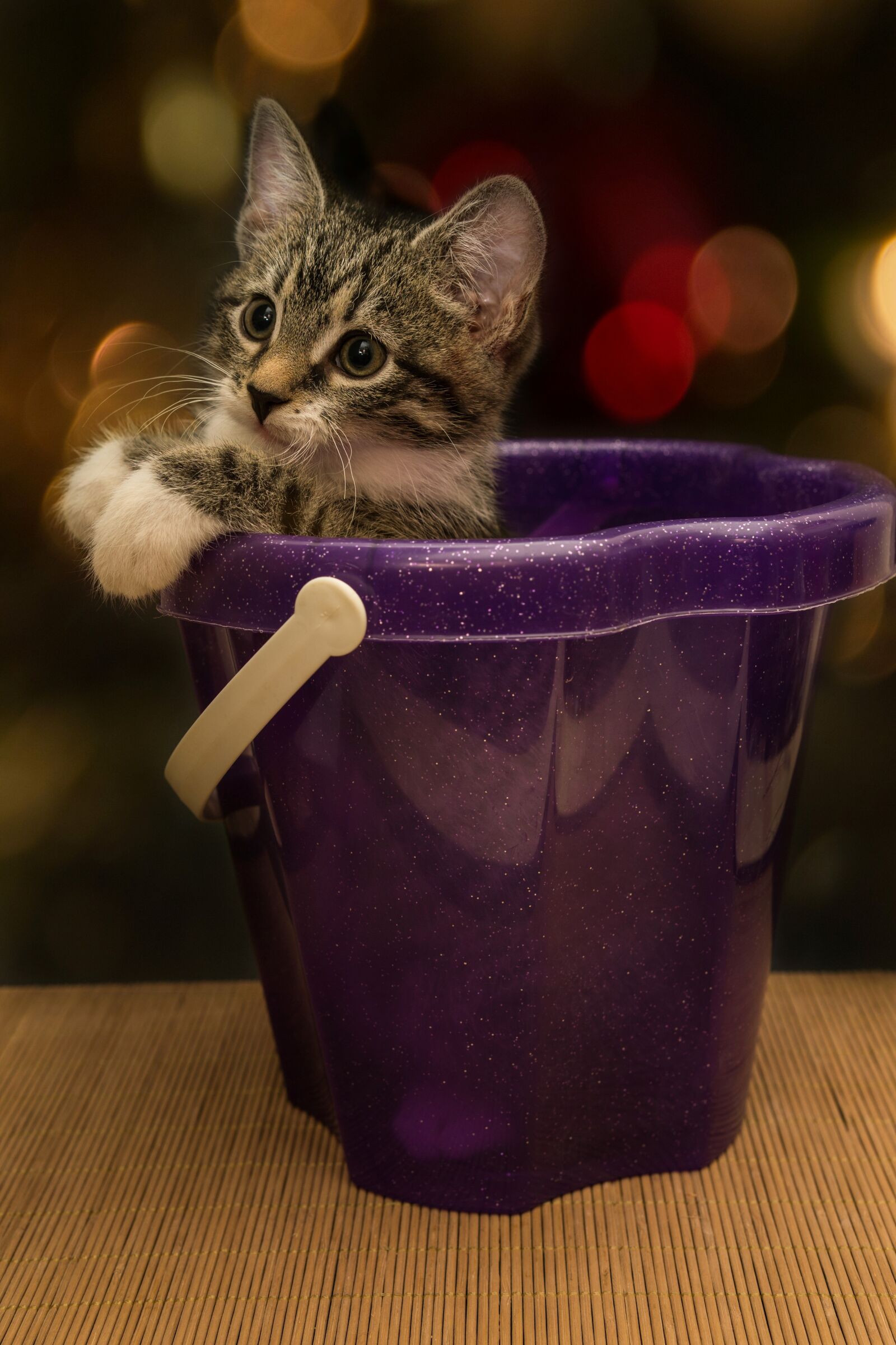 30mm F1.4 DC DN | Contemporary 016 sample photo. Cat, small, mackerel photography