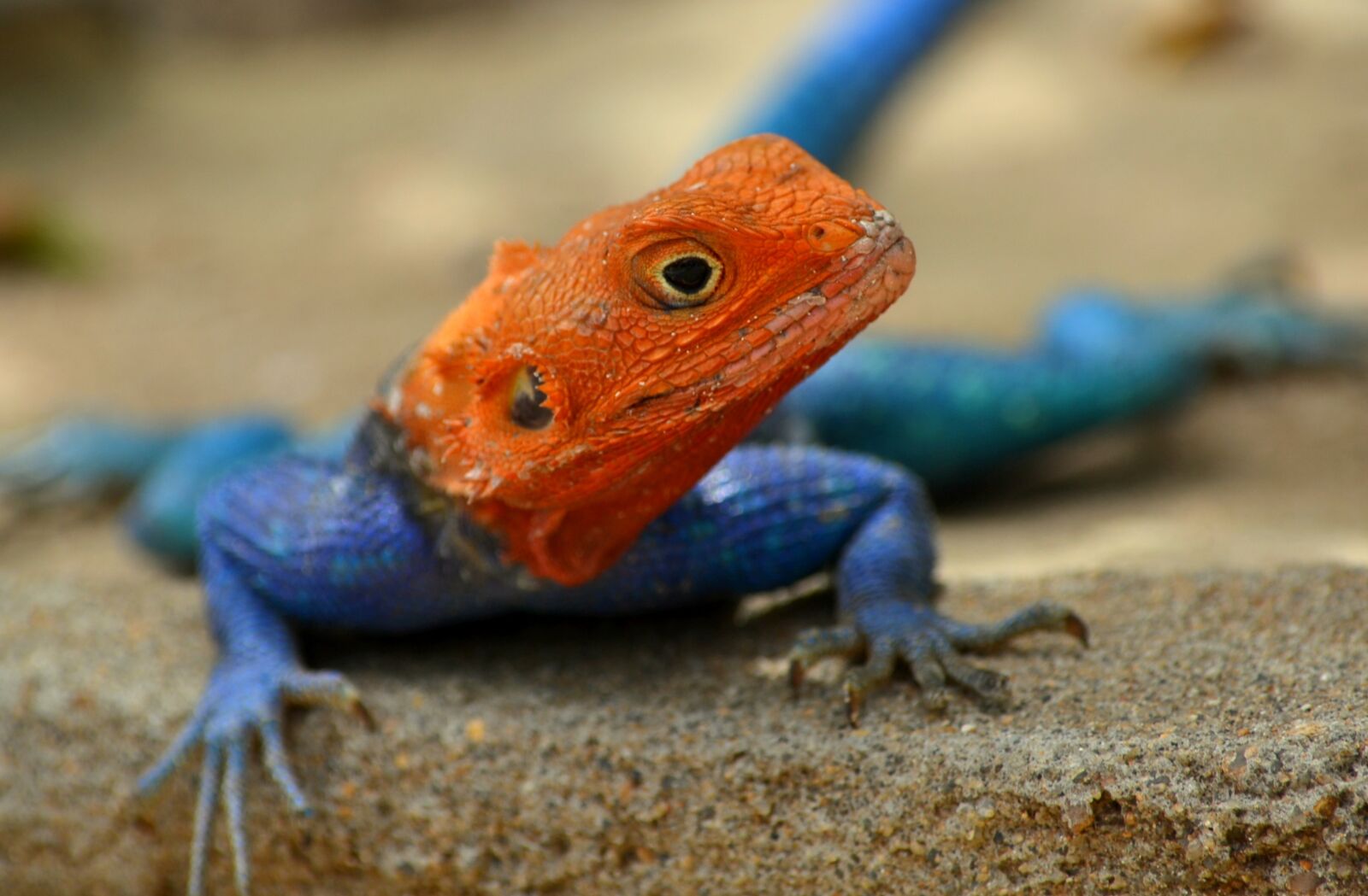 Nikon D3100 sample photo. Exotica, the lizard, africa photography