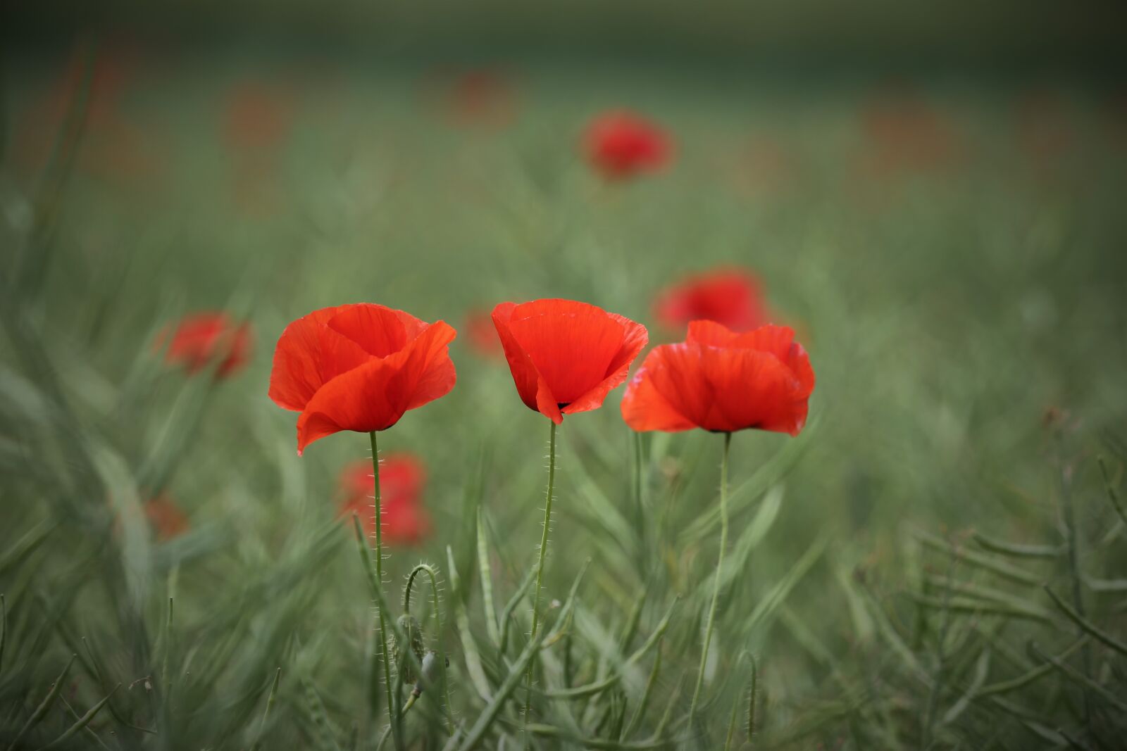Canon EF 70-300 F4-5.6 IS II USM sample photo. Three red poppies, rapeseed photography