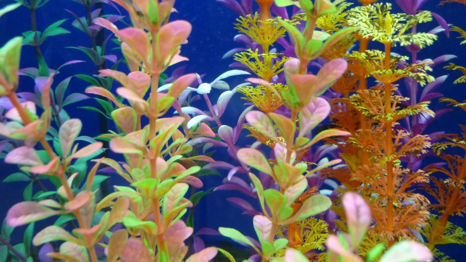 Panasonic Lumix DMC-FS6 sample photo. Aquatic plants, colorful, leaves photography