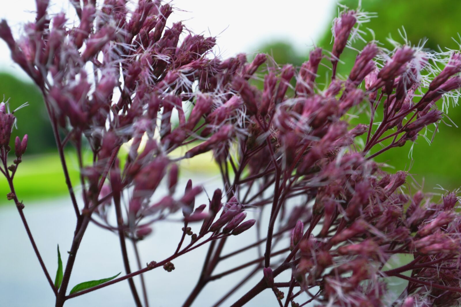 Nikon D3100 sample photo. Purple, flower, purple flower photography