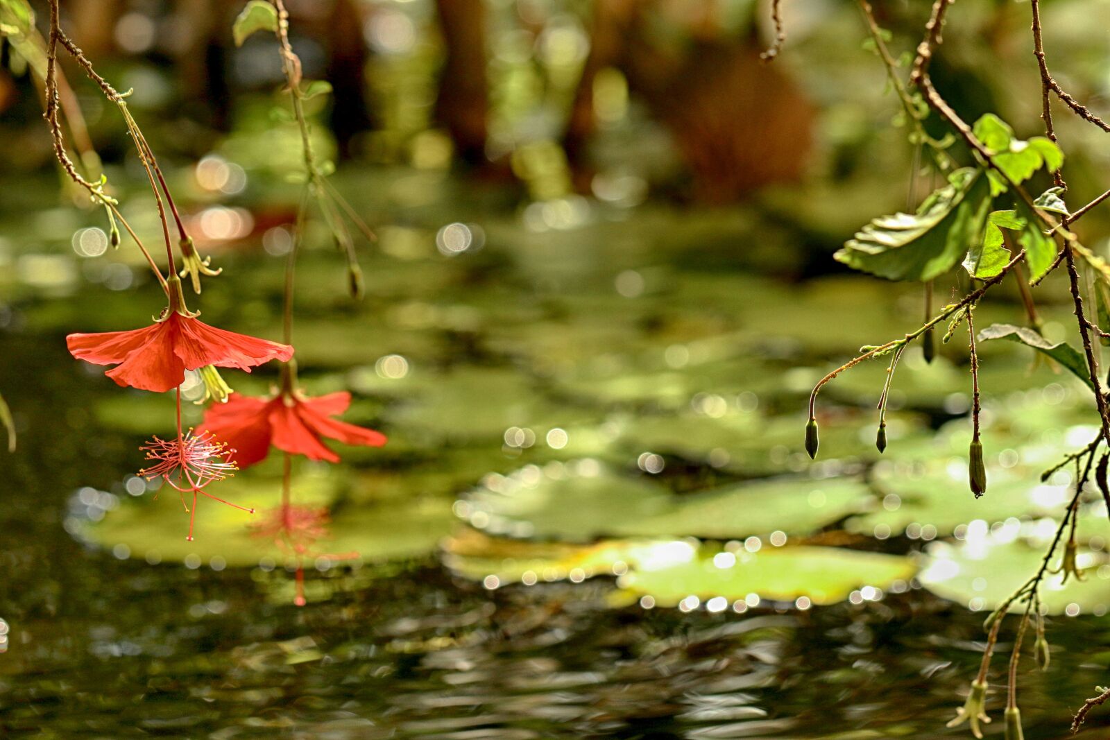 Canon EOS 7D Mark II sample photo. Tropical, nature, water photography