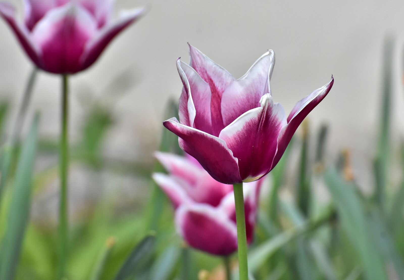 Nikon D7200 sample photo. Tulips, flowers, colorful photography