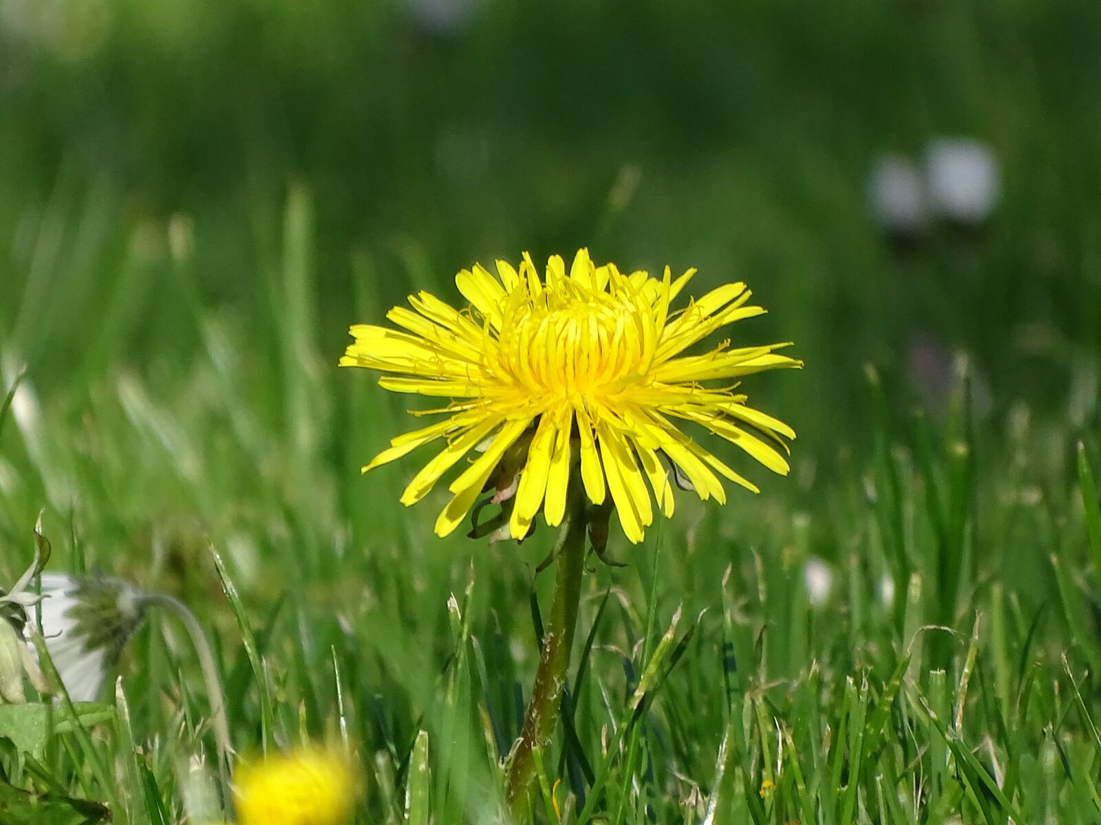 Sony Cyber-shot DSC-HX400V sample photo. Blossom, bloom, close up photography