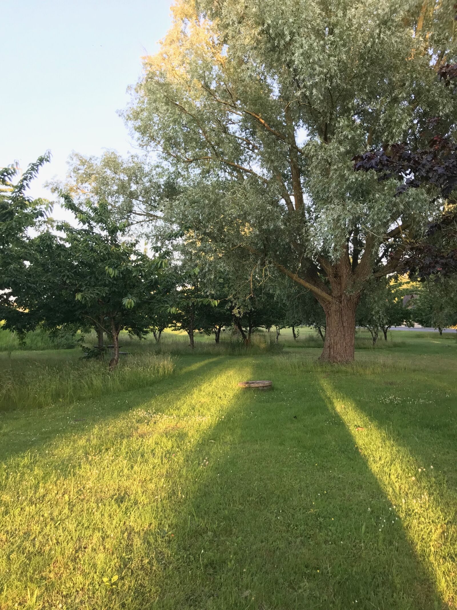 iPhone 7 back camera 3.99mm f/1.8 sample photo. View, trees, natural photography