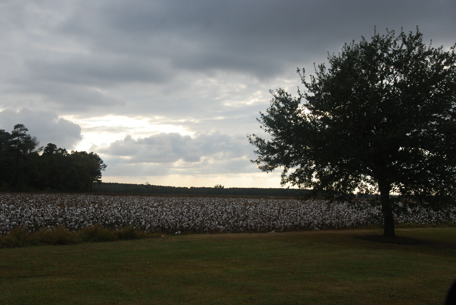 Nikon D80 sample photo. Cotton, farm, field, tree photography