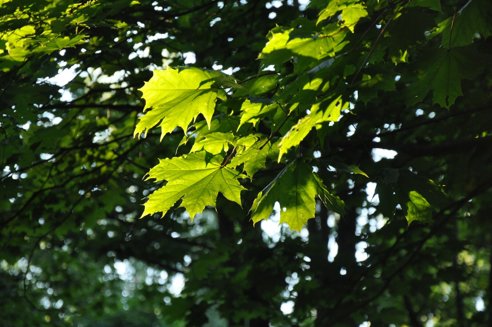 Nikon D90 sample photo. Leaves, forest, tree photography