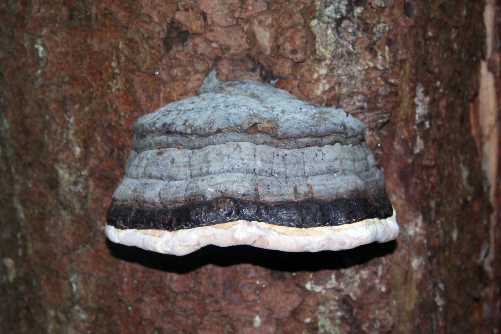 Canon EOS 350D (EOS Digital Rebel XT / EOS Kiss Digital N) sample photo. Tinder, tinder fungus, tree photography