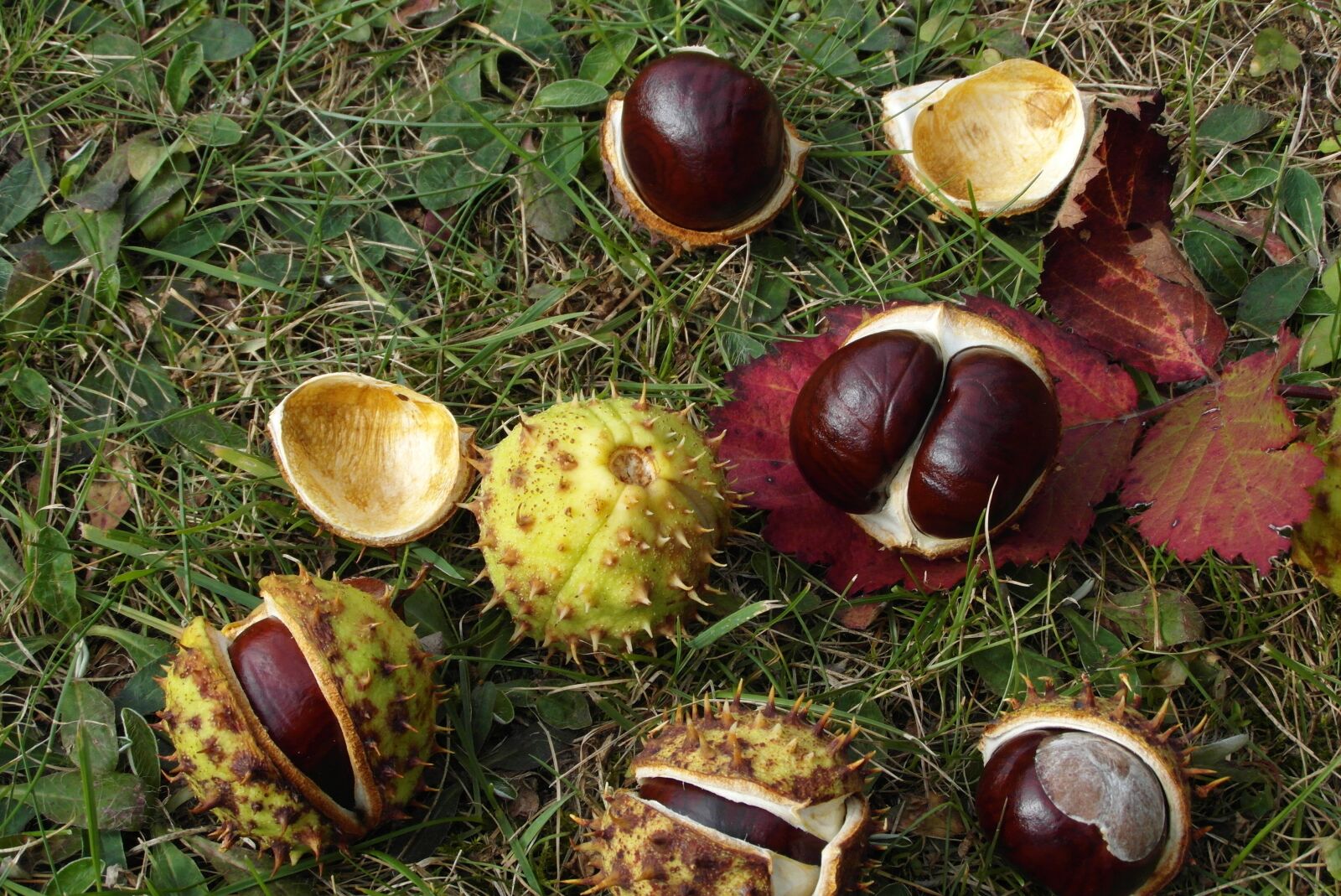 Samsung WB750 sample photo. Chestnuts, autumn, season photography