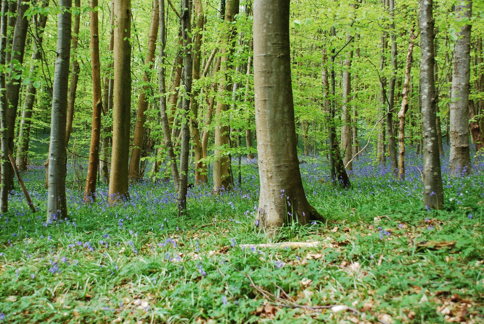 Nikon D80 sample photo. Bluebells, beach, woodland photography