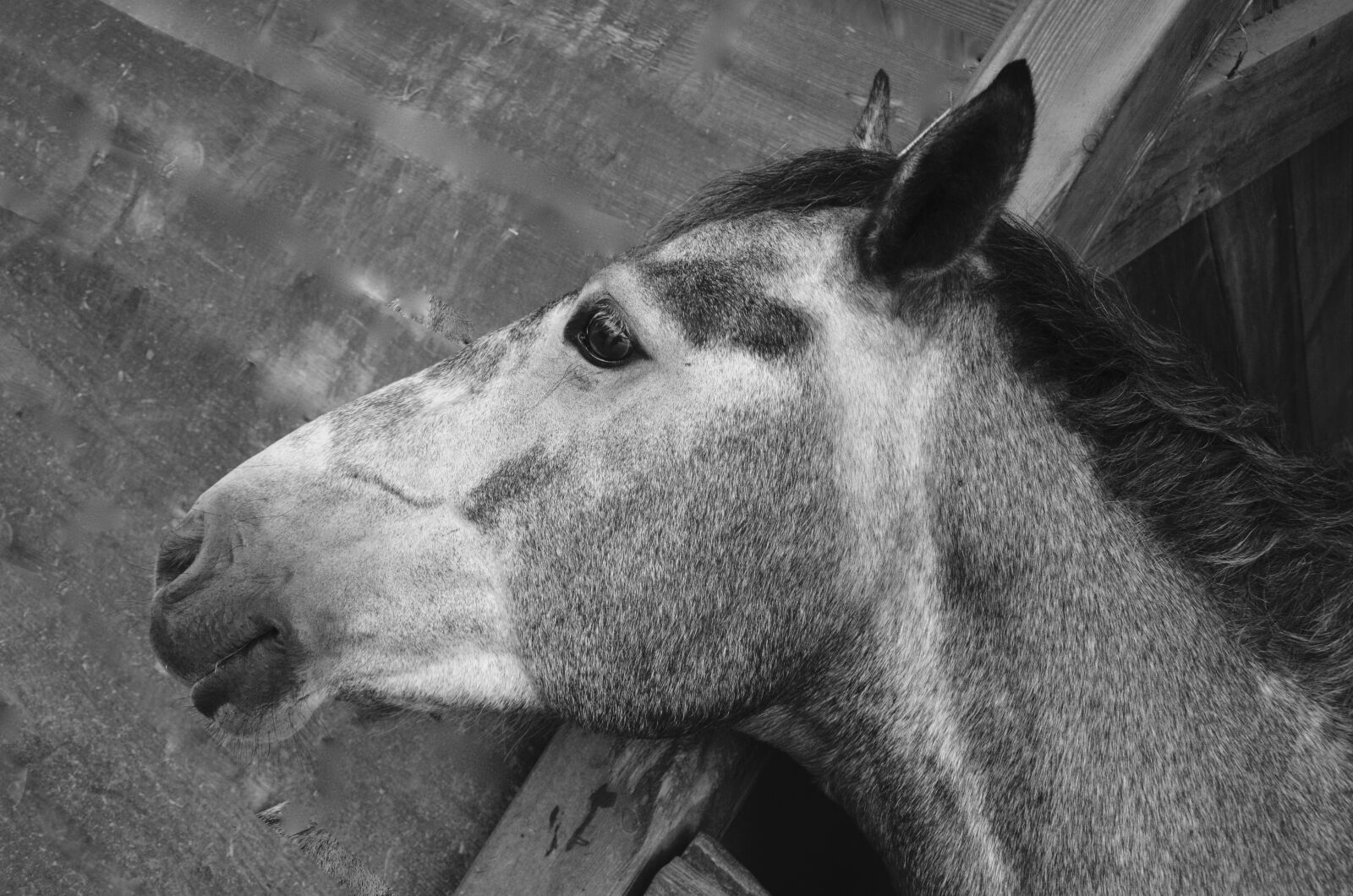 Nikon D5200 sample photo. Horse, stable, soft photography