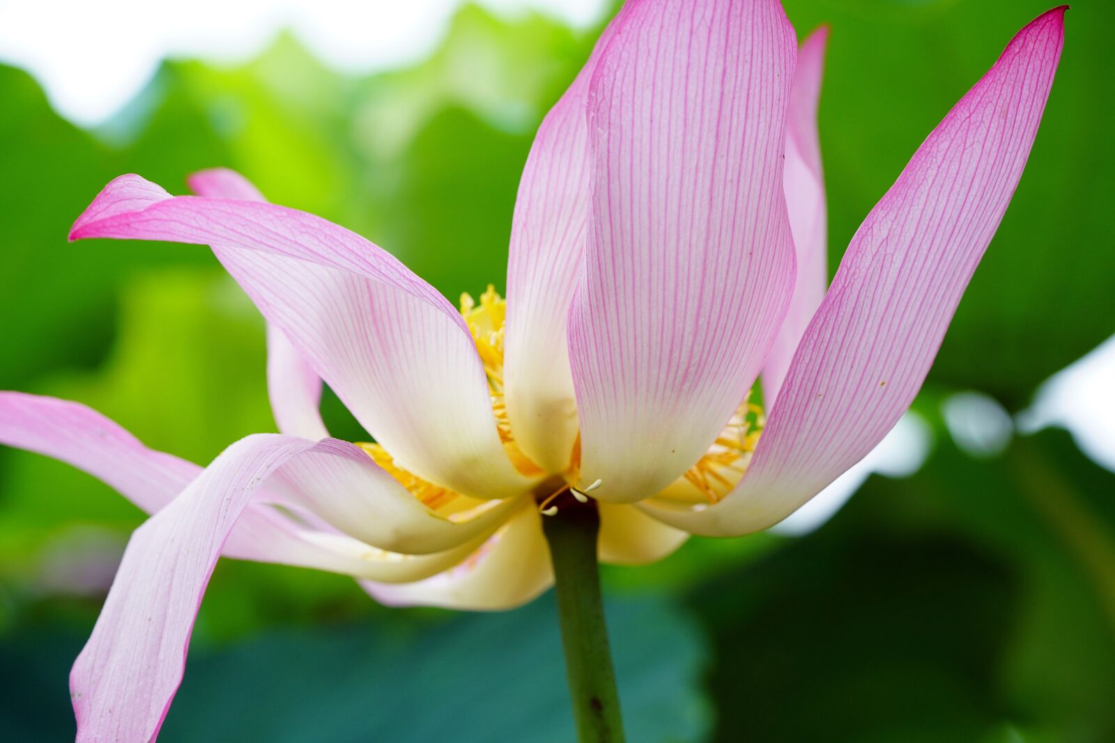 Sony a7R III + Sony FE 90mm F2.8 Macro G OSS sample photo. Red flower, lotus flower photography