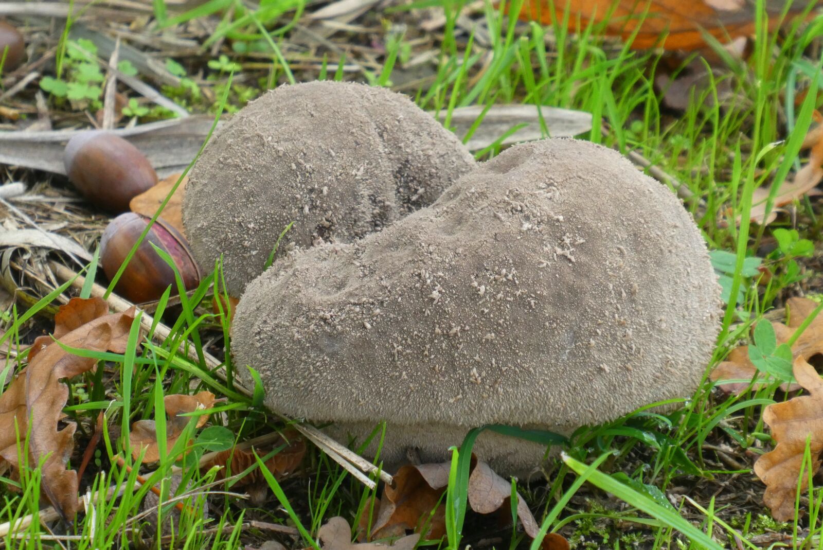 Panasonic Lumix DC-ZS70 (Lumix DC-TZ90) sample photo. Stuifzwam, mushroom, tracks photography